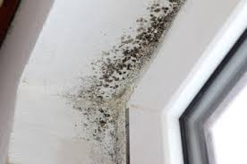 mold removal North Hills